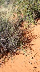 Image result for Digitaria seriata