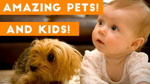 Funniest Kids And Animals Compilation Ever Funny Pet Videos Youtube Download and use 4,000+ funny animals stock videos for free.