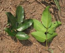 Image result for Dialium guineense