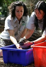 The pygmy hippo is reclusive and nocturnal. Baby Pygmy Hippo Rare And Extremely Cute Pix O Plenty