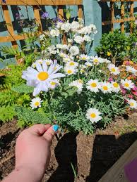 Finished this daisy, the first of many flowers I will make! : r/crochet