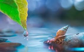 Image result for water drops leaf wallpaper