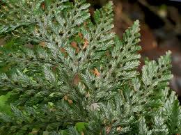 Image result for Abrodictyum rigidum