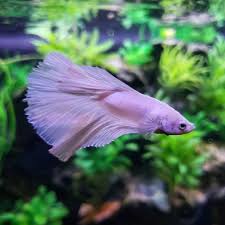 Ikan cupang hias, ikan cupang aduan, dan ikan cupang liar. 9 Jenis Ikan Cupang Hias Yang Cantik Dan Elegan