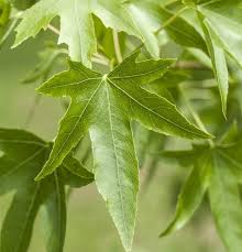 Der amberbaum wird botanisch liquidambar styraciflua genannt. Liquidambar Styraciflua