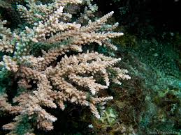 Image result for Acrotome hispida