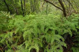 Image result for Gleichenia elongata