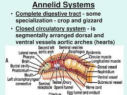 Phylum Annelida The Annelids Segmented Worms Ppt Download