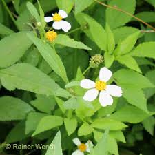 Image result for Bidens oligoflora