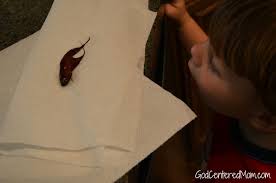 Find out what snails are best, and how to take care of them! Faith At A Fish Funeral Don T Mom Alone