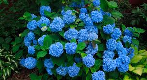 Perfect for the shrub or mixed. Hydrangea Large Red Landing And Outdoor Care Hydrangea Large Macrophila Landing And Care