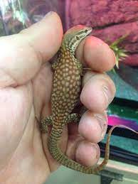 Red Ackie Monitor Baby Amphibians Reptiles And Amphibians Animals Beautiful