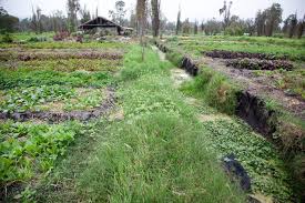 Maybe you would like to learn more about one of these? The Chinampas Of Xochimilco New Worlder