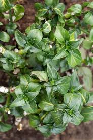 Image result for Rungia