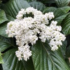 Veronica 'Shirley Blue'