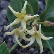 Image result for Orthanthera