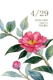 每日一花4 29 生日花 haru hello flower painting floral watercolor painting art projects