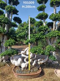 Image result for Ficus muelleriana