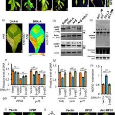 Image result for Pseudomussaenda stenocarpa