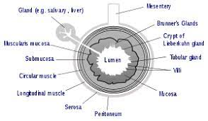 Stomach duodenum jejunum ileum colon: Usus Wikipedia Bahasa Melayu Ensiklopedia Bebas