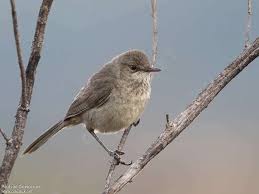 Image result for Acrotome mozambiquensis