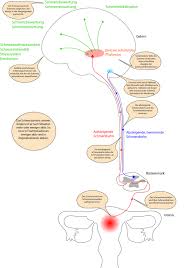 Chronischer Schmerz Definition Entstehung Ursache Endometriose