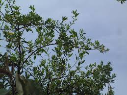 Image result for Euphorbia guerichiana