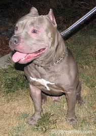 California blue pitbull kennel, specializing in xtreme bully pitbulls, mugleston, royal bloodline, gottiline, blue nose here at new age blue bully pitbulls we been breeding, the american pit bull terrier or staffordshire. American Bully Dog Breed Pictures 2