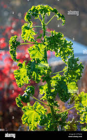 Image result for Malva verticillata