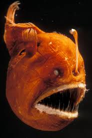 The Creepy Anglerfish Comes To Light Just Don T Get Too Close The New York Times Deep Sea Life Deep Sea Creatures Angler Fish