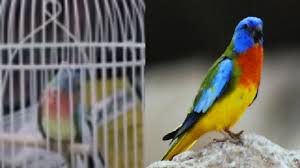 Unless there are plans to begin production soon, and. What Kind Of Birds Are The Ones In The Movie Bird Box Science Fiction Fantasy Stack Exchange