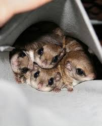 Flying squirrels make adorable pet rodents for the right person. Things To Consider Before Adopting A Flying Squirrel As Pet