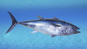Thynnus, the 'combined' species then known as the northern bluefin tuna (when treated as separate, t. Why Some Chefs Just Can T Quit Serving Bluefin Tuna The Salt Npr