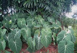 Philodendron Philodendron Gloriosum Live Plant Plants For Sale Are Philodendron Philodendron Plant Plants Florida Plants