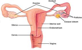 Coronal section through middle of brain. Anatomy And Physiology Of The Human Reproductive System San Francisco De Paula Science Department