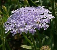 Image result for Oxygonum alatum