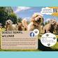 Doodle Romp at the Willmar Lions Dog Park event image