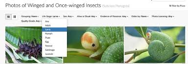 Image result for Pterygota