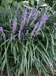 Lily turf, blue lily turf, monkey grass, big blue lilyturf, liriope platyphylla, ophiopogon hardy and compact, lily turf is a popular, alluring plant, particularly handsome when grown in large swaths. Liriope Big Blue Bluestone Perennials