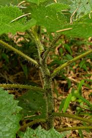 Image result for Girardinia bullosa