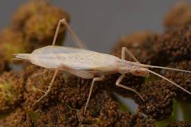 Image result for Erythrocephalum decipiens