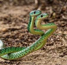 Animal Of The Day Spotted Bush Snakes Photo By Brenden Simonson These Colubrid Snakes Can Be Found In Africa Where The Cute Reptiles Snake Photos Cute Snake