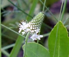 Image result for Rhynchosia chapmanii