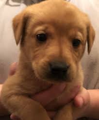 Bayou Bacon Retrievers