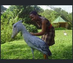 Pabuc Gagali Veya Pabuc Gagali Leylek Olarak Da Bilinen Ismini Pabuca Benzeyen Gagasindan Alan Cok Buyuk Kus Turudur Gene Shoebill Stork Weird Birds Shoebill