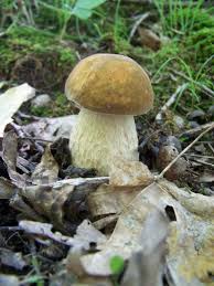 Image result for Boletus atkinsonii