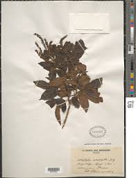 Image result for Hippocratea goetzei