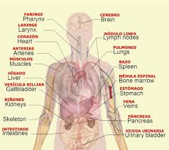 In the cerebral medulla, the right corpus cavernosum is controlled from the left side of. Pin On Human Anatomy Organs
