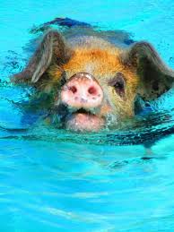 Schwimmende schweine auf den bahamas. Safari Njema Gute Reise Schwimmen Mit Den Schweinen Und Andere Begegnungen In Den Bahamas