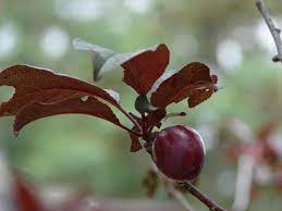 Plum trees are grown on every continent except antarctica. Ornamental Plum Tree